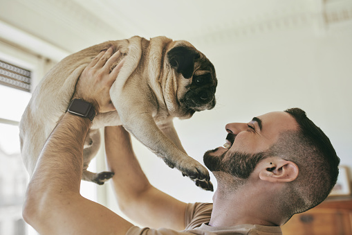 Close-up of cheerful gay man lifting pug. Happy male is spending leisure time with pet. He is enjoying weekend at home.