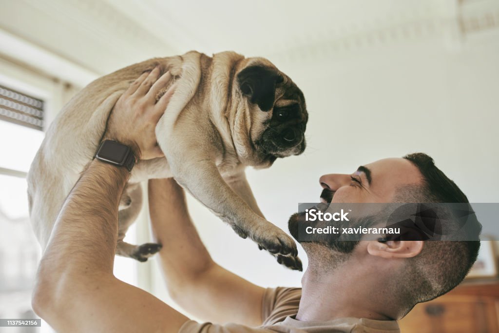 Happy gay man lifting pug at home Close-up of cheerful gay man lifting pug. Happy male is spending leisure time with pet. He is enjoying weekend at home. Pug Stock Photo