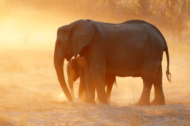 Animals elephants family sunset sunrise dust wildlife Africa nature safari savanna mother baby stock photo