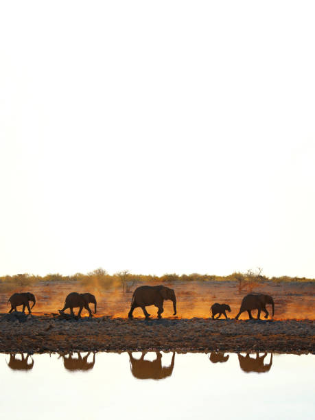 Animals elephants nature Africa walking water wildlife landscape reflection Etosha National Park Namibia color stock photo