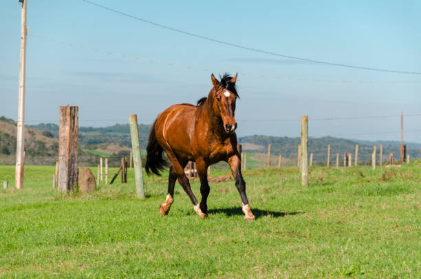 istock Criollo horse running towards the camera 1137542520