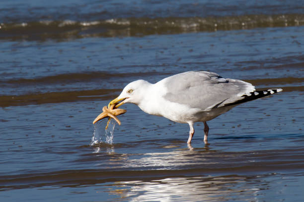 a seagull is standing in the water trying to gorge a starfish