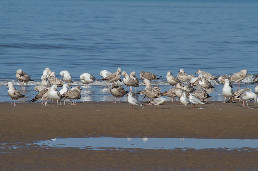 a group of seagulls is standing close to the water on the beach