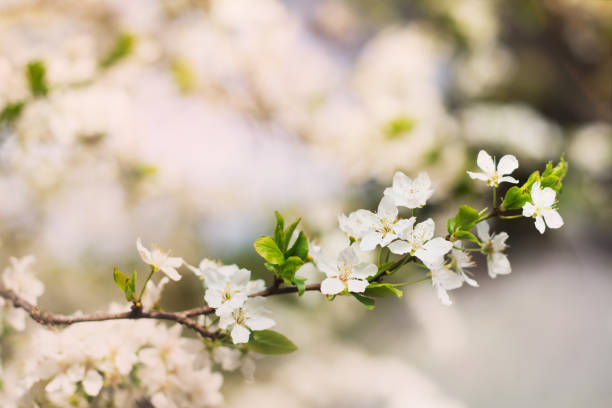 spring blossoms, blooming cherry trees sakura blooming and sun flare stock photo