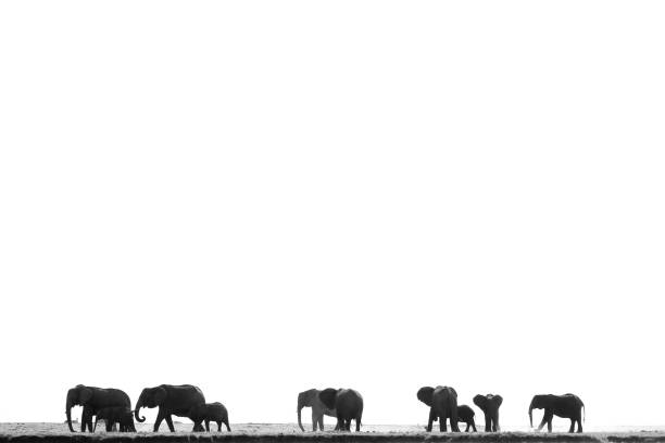 Animals elephants wildlife Africa family nature walking bush land savanna black white stock photo