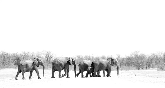 Animals elephants wildlife Africa family nature walking bush land savanna trees