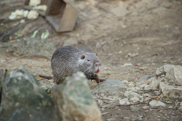 Nutria in the pond in Sochi Arboretum, Russia/