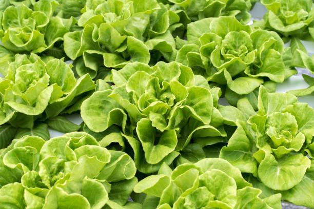 buttersalat auf dem hydroponischen bauernhof - hydroponics vegetable lettuce greenhouse stock-fotos und bilder