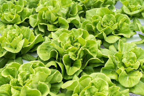 Fresh leaves of butter lettuce at hydroponic farm, a close-up.
