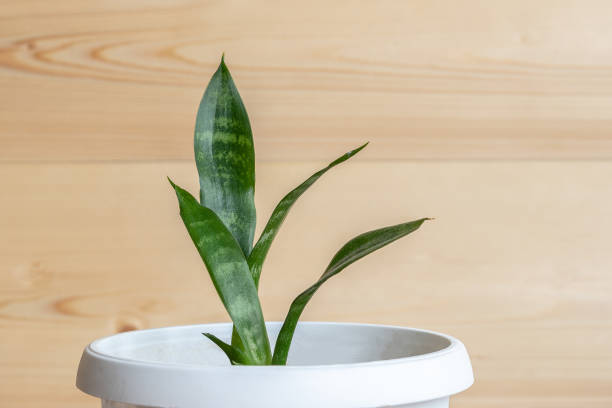 istock Young small shoots of sansevieria. Houseplant 1137547404