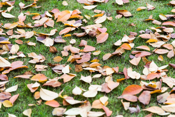 Autumn leaves falling on green lawn.