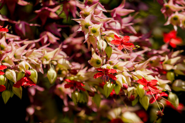 Clerodendrum speciosum DombrIs a vine tree with purple-red color, popularly grown as a wooden arch