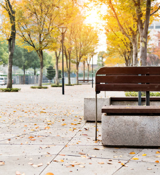 Trees in public park in autumn