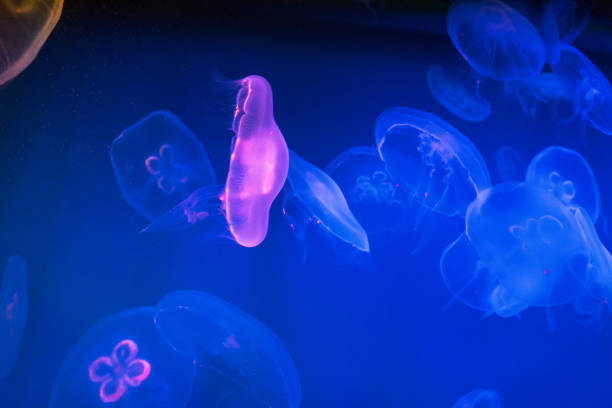 istock light pink jellyfish on blue background 1137548925