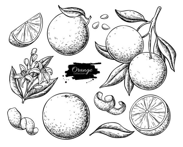 오렌지 과일 벡터 드로잉 세트입니다. 여름 음식 새겨진 그림입니다. - 오렌지 감귤류 과일 stock illustrations