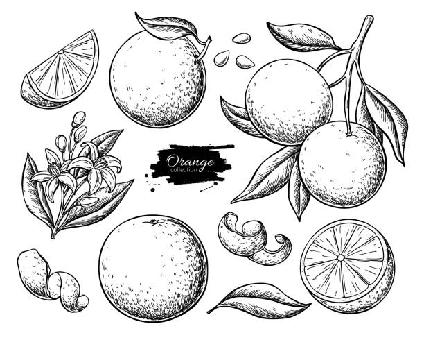 ilustrações de stock, clip art, desenhos animados e ícones de orange fruit vector drawing set. summer food engraved  illustration. - orange