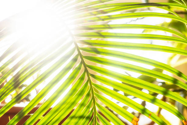 istock Sunny floral palm background 1137550057