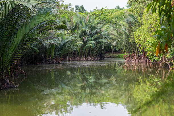 istock Nipa palms along a lake in Bangkok 1137550393