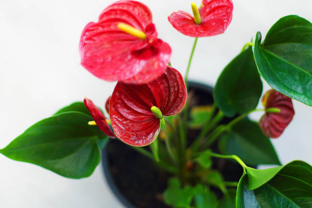 istock Anthurium flower in a classic interior. Selective focus. 1137550552