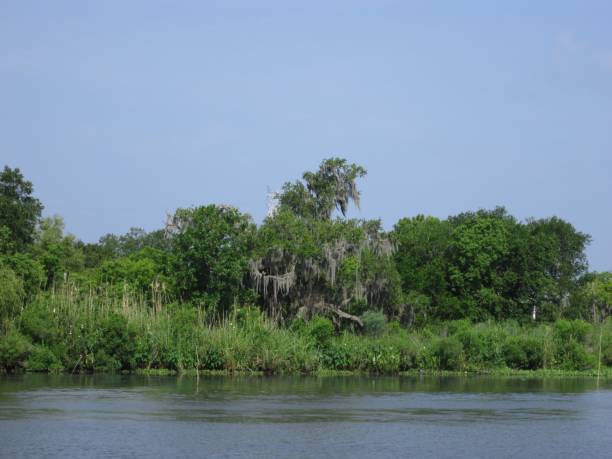 Scenic view of Mississippi Swamp stock photo
