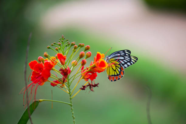 istock Jezebel Butterfly Sitting On the Gulmohar Flowers and Drinking Nectar 1137550995