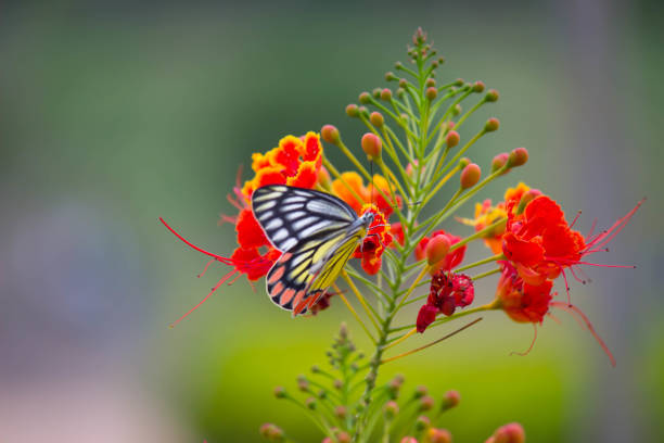 Delias eucharis, the common Jezebel, is a medium-sized pierid butterfly found in many areas of south and southeast Asia, especially in the non-arid regions of India, Sri Lanka, Indonesia, Myanmar and Thailand. The common Jezebel is one of the most common of the approximately 225 described species in the genus Delias.