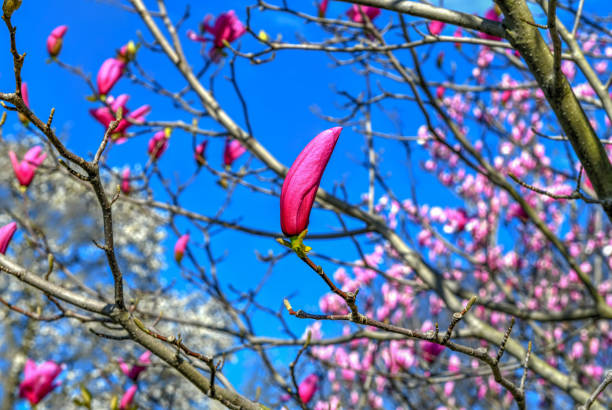 Blossoming trees at the Brooklyn Botanical Garden in Brooklyn, New York
