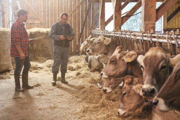 istock Veterinarian helping farmer with his livestock 1137552454