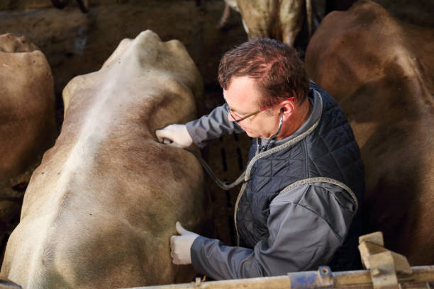 Veterinarian listening to cow heartbeat stock photo