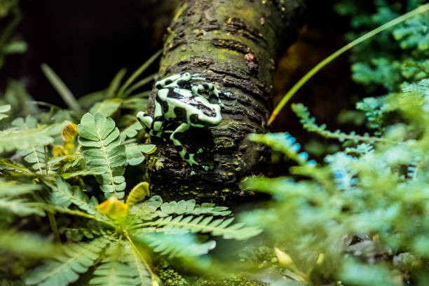 rana arlequín limosa (atelopus limosus) sentada en una rama - frog batrachian animal head grass fotografías e imágenes de stock