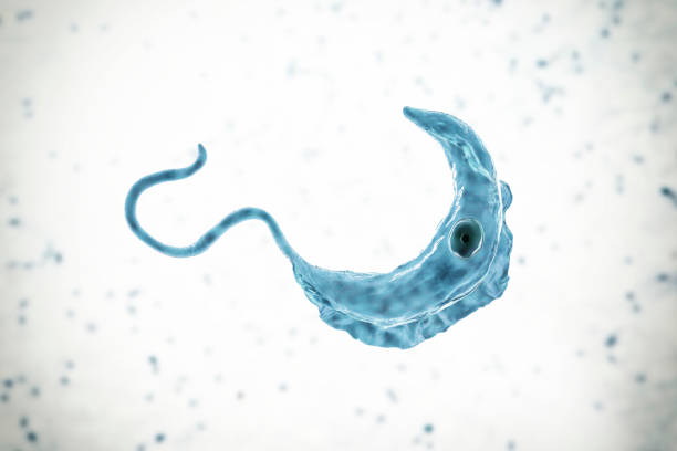 pasożyt trypanosoma brucei - protozoan zdjęcia i obrazy z banku zdjęć
