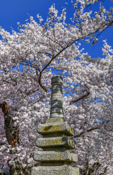 istock Japanese Pagoda - Washington, DC 1137552984