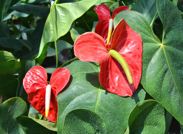 fleur de flamant rouge anthurium - anthurium flower formal garden tropical climate photos et images de collection