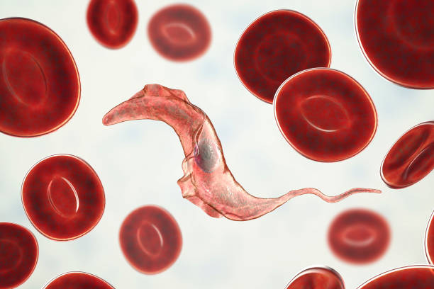 parasita do trypanosoma cruzi - doença de chagas - fotografias e filmes do acervo