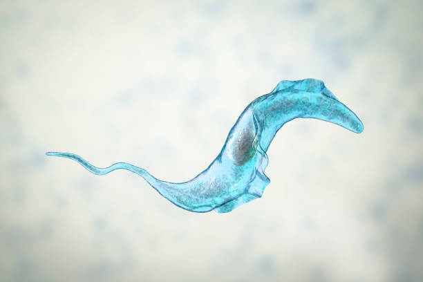 Trypanosoma cruzi parasite Trypanosoma cruzi parasite, 3D illustration. A protozoan that causes Chagas' disease transmitted to humans by the bite of triatomine bug autotroph stock pictures, royalty-free photos & images
