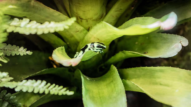 rã do harlequin de limosa (limosus de atelopus) entre as folhas - frog batrachian animal head grass - fotografias e filmes do acervo