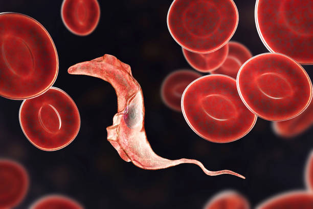 parasita do trypanosoma cruzi - doença de chagas - fotografias e filmes do acervo