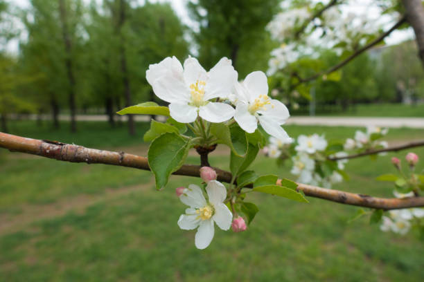 istock Beautiful apple blossom and fresh leaves in spring 1137554492