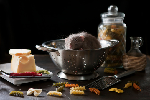 Cute little gray rat sits in a metal cullender with pasta and cheese. Still life in vintage style with a live rat. Chinese New Year symbol