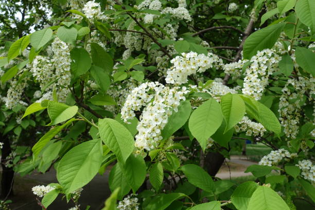 istock Foliage and white flowers of bird cherry in spring 1137555109