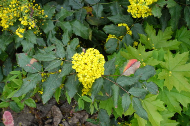 istock Vibrant yellow flowers of Oregon grape in spring 1137556298
