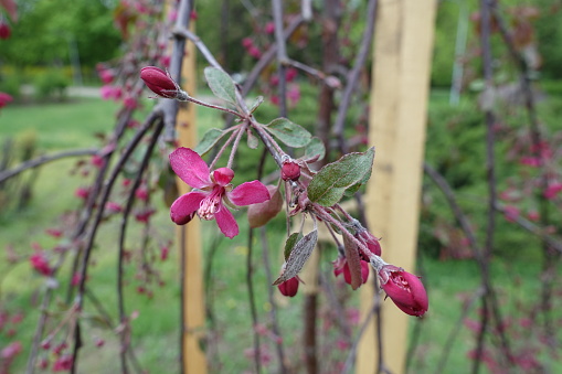 Branch of crabapple cultivar Royal Beauty with purple leaves and deep pink flowers in spring