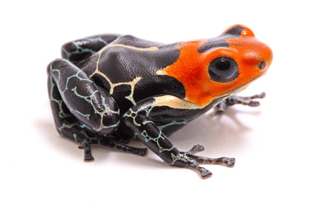 Dardo veneno de cabeza roja o rana de flecha, Ranitomeya fantastica - foto de stock