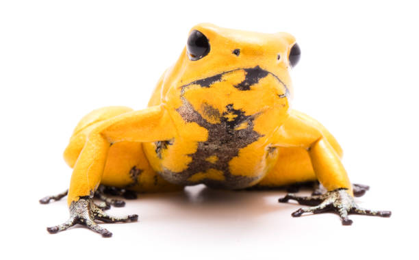 istock poison dart frog, Phyllobates terribilis orange 1137557765