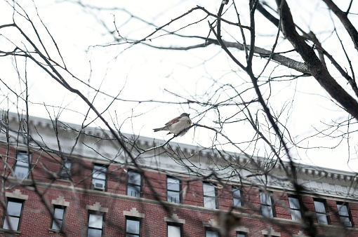 A lone sparrow in a bare tree on a cold winter day in Manhattan