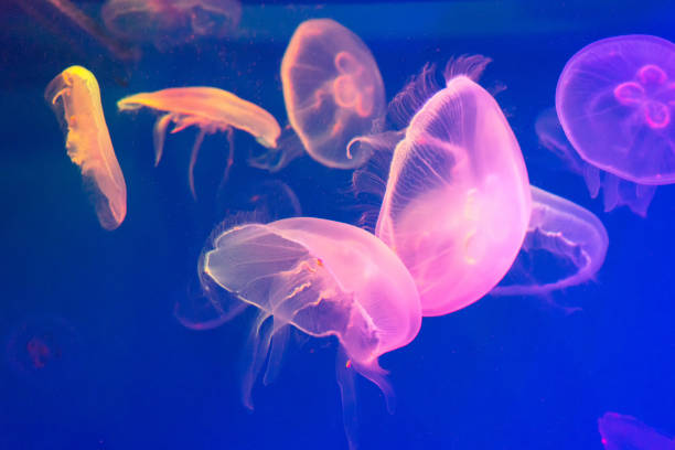 istock several colorful jellyfish on blue background 1137559540