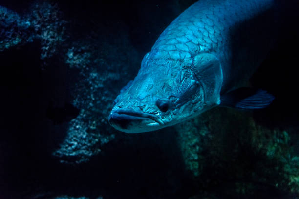 istock portrait blue fish on dark background 1137559541