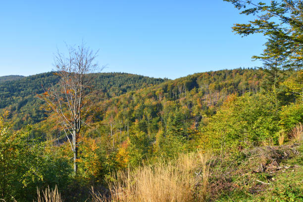 Autumn forest in Carpathian mountains in Poland. Scenic landscape.