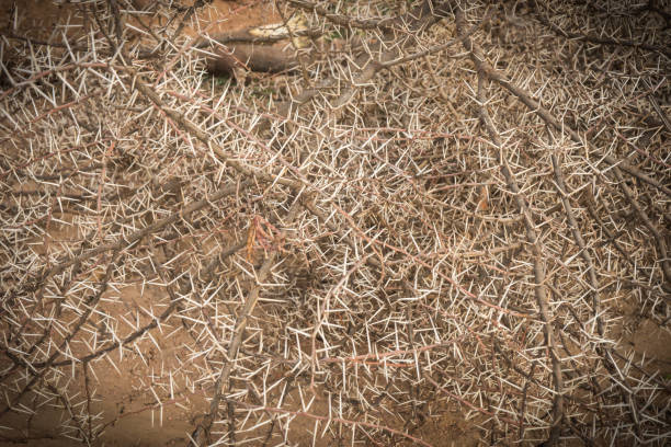 istock Plants of african bush in Kenya 1137560510