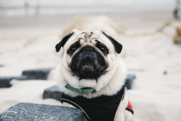 istock Small dog at the beach on Texel island in Netherlands 1137560753